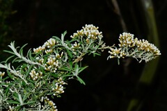Ozothamnus cuneifolius