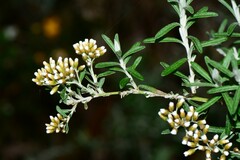 Ozothamnus cuneifolius