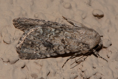 Aseptis catalina