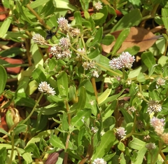 Blutaparon vermiculare