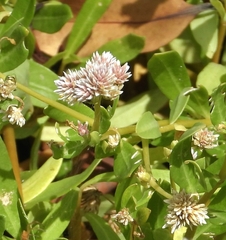 Blutaparon vermiculare