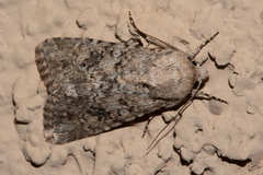 Aseptis catalina
