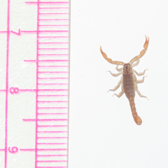 Pseudouroctonus reddelli