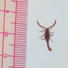 Pseudouroctonus reddelli