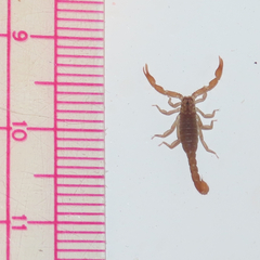 Pseudouroctonus reddelli