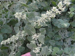 Cryptocarpus pyriformis