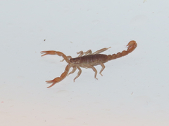 Pseudouroctonus reddelli