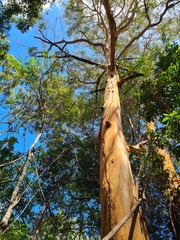 Eucalyptus propinqua