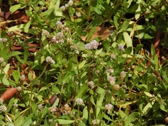 Blutaparon vermiculare