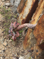Gibbiflorae