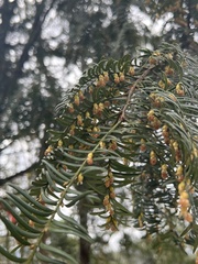 Taxus mairei