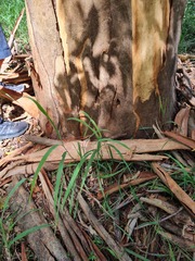 Eucalyptus propinqua