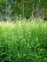 Dactylis glomerata