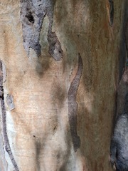 Eucalyptus propinqua