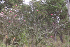 Pseudobombax ellipticum