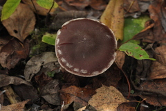 Cortinarius saturninus