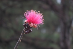 Pseudobombax ellipticum