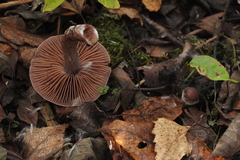 Cortinarius saturninus