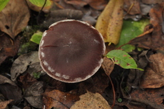 Cortinarius saturninus