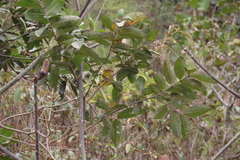 Pseudobombax ellipticum