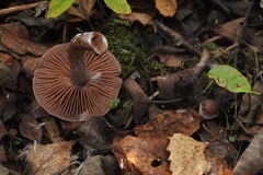 Cortinarius saturninus