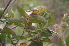 Pseudobombax ellipticum