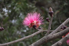 Pseudobombax ellipticum