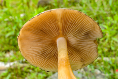 Psilocybe caerulescens