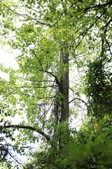 Liriodendron chinense