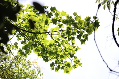 Liriodendron chinense