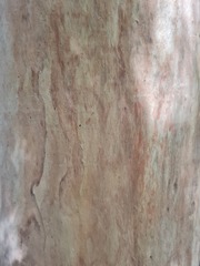 Eucalyptus propinqua