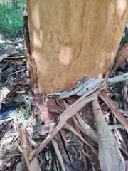 Eucalyptus propinqua