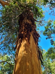 Eucalyptus propinqua