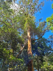 Eucalyptus propinqua