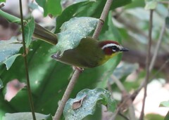 Basileuterus delattrii