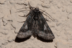 Behrensia conchiformis