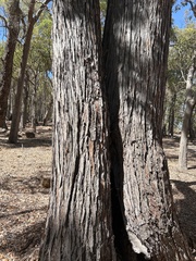 Eucalyptus marginata