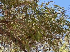 Eucalyptus marginata