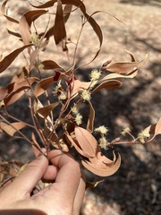 Eucalyptus marginata