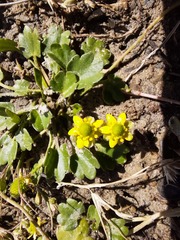 Halerpestes sarmentosa