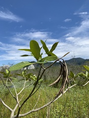Tabebuia cassinoides