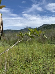 Tabebuia cassinoides