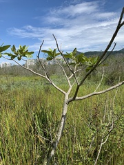 Tabebuia cassinoides