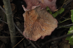 Lactarius lilacinus