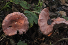 Lactarius lilacinus