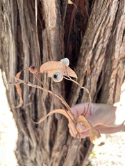 Eucalyptus marginata