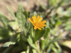 Calendula