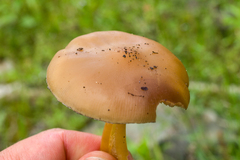 Psilocybe caerulescens