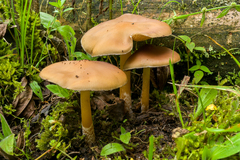 Psilocybe caerulescens