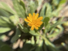 Calendula
